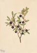 Myrtille à grandes feuilles Vaccinium membranaceum - Mary Vaux Walcott — artwork view