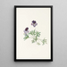 Violet Pedate Viola pedata - Mary Vaux Walcott — framed artwork on a wall