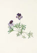 Violet Pedate Viola pedata - Mary Vaux Walcott — artwork view