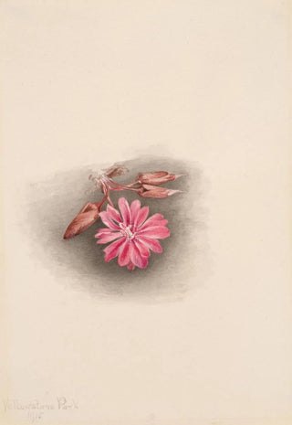 Mary Vaux Walcott - Bitterroot Lewisia redivivia.webp