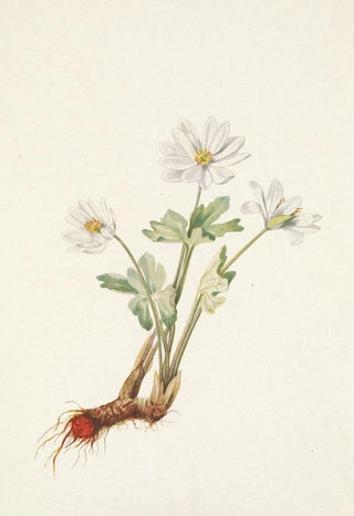 Mary Vaux Walcott - Bloodroot Sanguinaria canadensis.webp