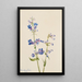 Penstémon barbu Pentstemon - Mary Vaux Walcott — framed artwork on a wall