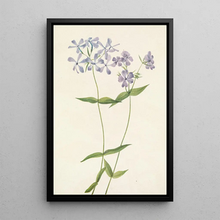Mary Vaux Walcott - Blue Phlox Phlox divaricata.webp
