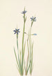 Sisyrinchium with narrow leaves Sisyrinchium angustifolium - Mary Vaux Walcott — artwork view