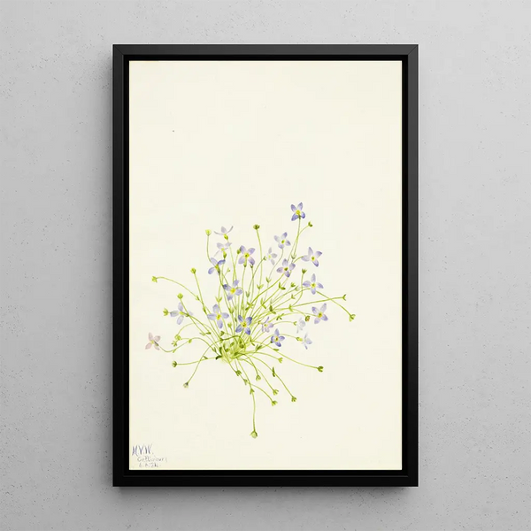 Houstonie à feuilles de serpolet Houstonia serpyllifolia - Mary Vaux Walcott — ingelijst kunstwerk aan de muur