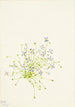Houstonia serpyllifolia - Mary Vaux Walcott — artwork view