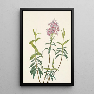 Mary Vaux Walcott - Bog Kalmia Kalmia Polifolia.webp