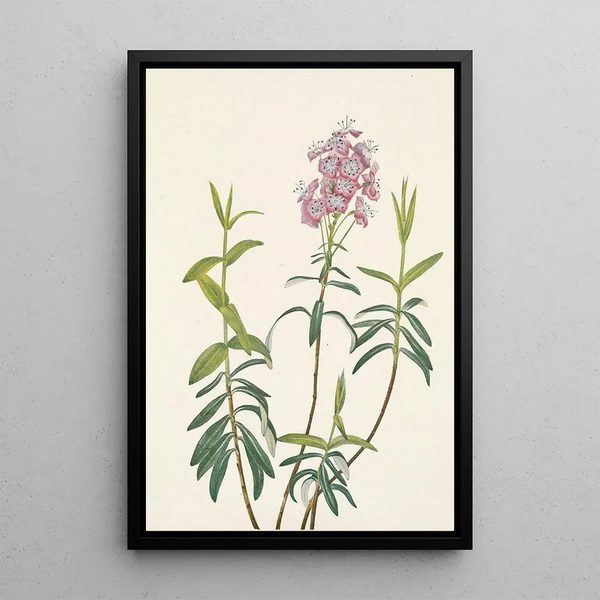 Kalmia des marais Kalmia polifolia - Mary Vaux Walcott — ingelijst kunstwerk aan de muur