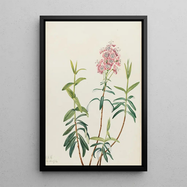 Kalmia des marais Kalmia polifolia - Mary Vaux Walcott — ingelijst kunstwerk aan de muur