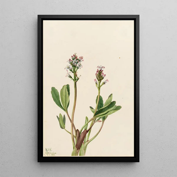 Trèfle d'eau Menyanthes trifoliata - Mary Vaux Walcott — ingelijst kunstwerk aan de muur