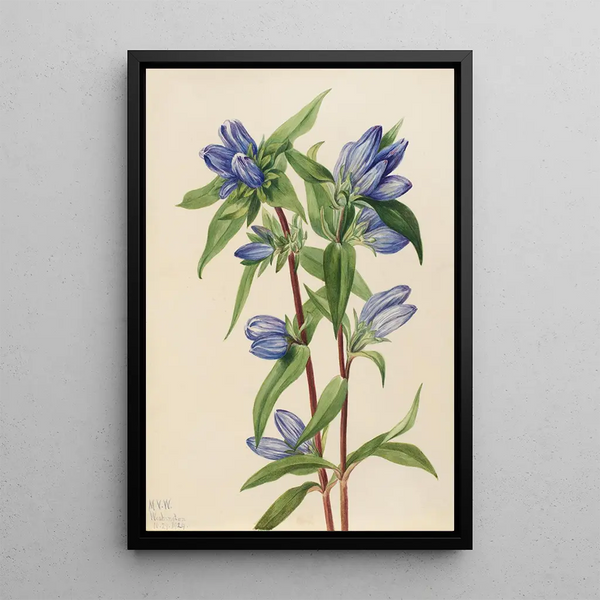Gentiane savonneuse Gentiana saponaria - Mary Vaux Walcott — ingelijst kunstwerk aan de muur
