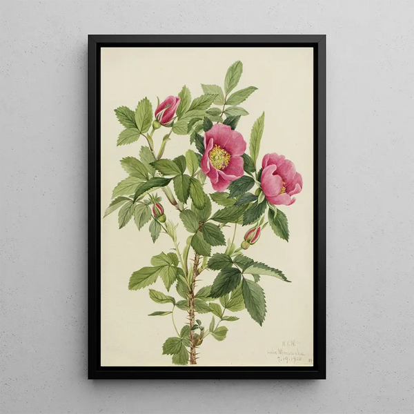 Rose de Bourgeau Rosa bourgeauiana - Mary Vaux Walcott — ingelijst kunstwerk aan de muur