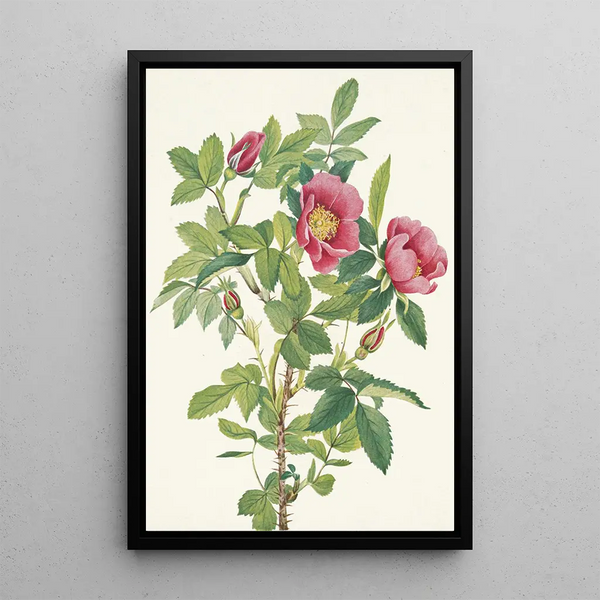 Fleur de rose de Bourgeau Rosa bourgeauiana - Mary Vaux Walcott — ingelijst kunstwerk aan de muur