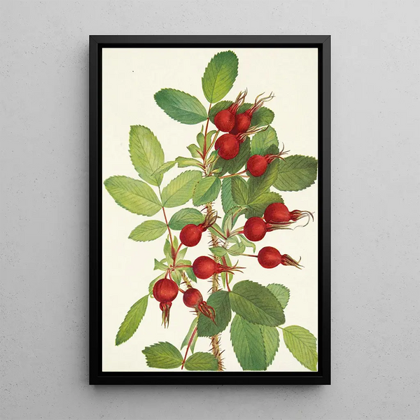 Fruit de rose de Bourgeau Rosa bourgeauiana - Mary Vaux Walcott — ingelijst kunstwerk aan de muur