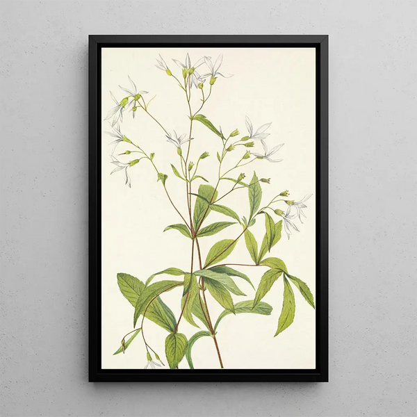 Porteranthus trifolié Porteranthus trifoliatus - Mary Vaux Walcott — ingelijst kunstwerk aan de muur
