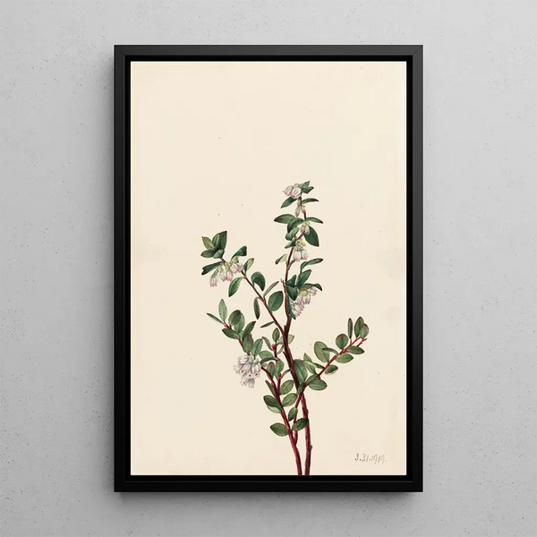 Gaylussacia brachycera Gaylussacia brachycera - Mary Vaux Walcott — ingelijst kunstwerk aan de muur