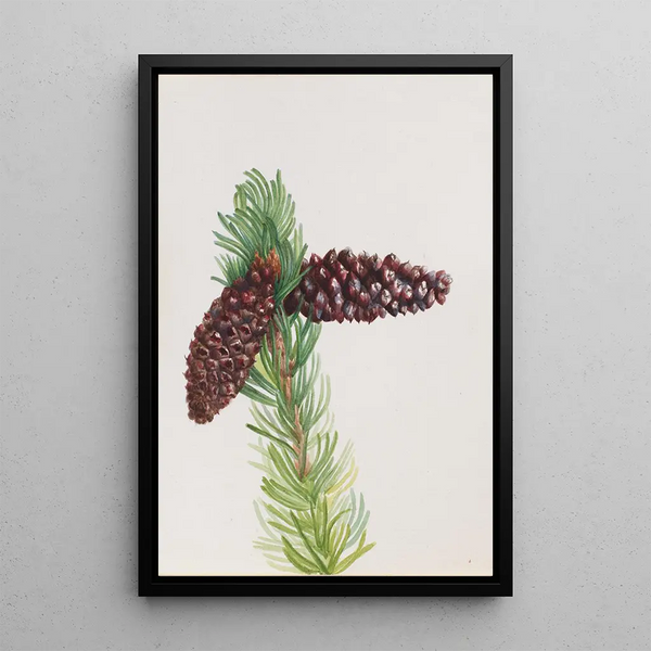 Pin aristé Pinus aristata - Mary Vaux Walcott — ingelijst kunstwerk aan de muur