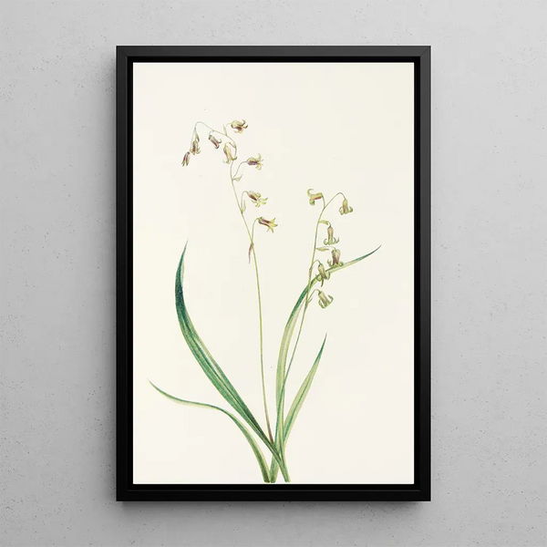 Stenanthium occidental Stenanthium occidentale - Mary Vaux Walcott — ingelijst kunstwerk aan de muur
