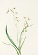 Stenanthium occidental Stenanthium occidentale - Mary Vaux Walcott — artwork view