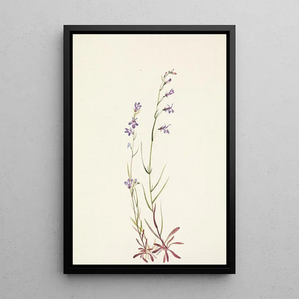Lobélie des ruisseaux Lobelia kalmii - Mary Vaux Walcott — ingelijst kunstwerk aan de muur