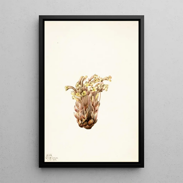 Orobanche fasciculée Orobanche fasciculata - Mary Vaux Walcott — ingelijst kunstwerk aan de muur