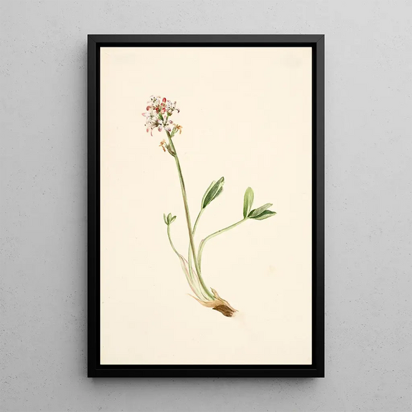 Trèfle d'eau Menyanthes trifoliata - Mary Vaux Walcott — ingelijst kunstwerk aan de muur