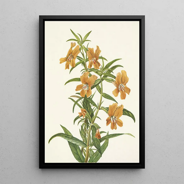Diplacus longiflorus - Mary Vaux Walcott — ingelijst kunstwerk aan de muur