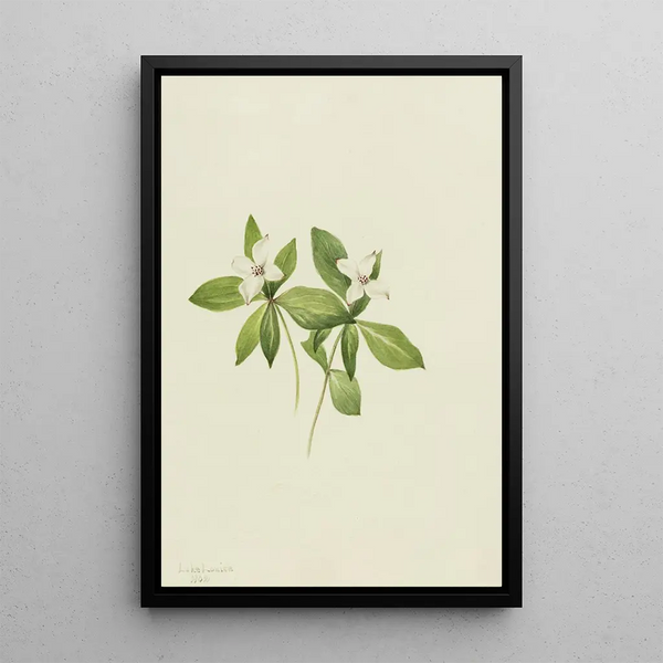 Cornouiller du Canada Cornus canadensis - Mary Vaux Walcott — ingelijst kunstwerk aan de muur