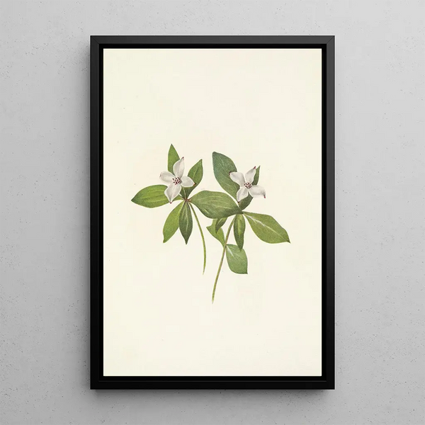 Fleur de cornouiller du Canada Cornus canadensis - Mary Vaux Walcott — ingelijst kunstwerk aan de muur