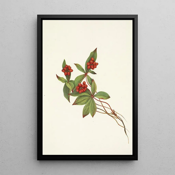 Fruit de cornouiller du Canada Cornus canadensis - Mary Vaux Walcott — ingelijst kunstwerk aan de muur