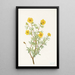 Potentilla arbustive Potentilia fruticosa - Mary Vaux Walcott — framed artwork on a wall