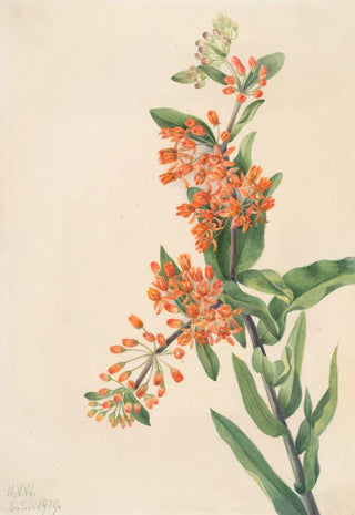Mary Vaux Walcott - Butterfly Weed Ascelpias tuberosa.webp