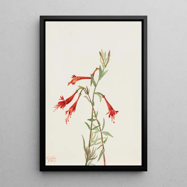 Mary Vaux Walcott - California Fuschia Zauschneria californica.webp
