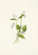 Violette du Canada Viola canadensis - Mary Vaux Walcott — artwork view