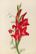 Cannas and Ipomoea Canna species and Ipomoea quamoclit - Mary Vaux Walcott — artwork view