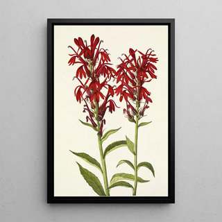 Mary Vaux Walcott - Cardinalflower Lobelia cardinalis.webp