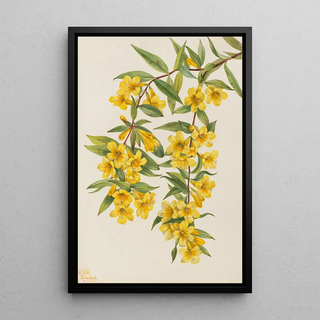 Mary Vaux Walcott - Carolina Jessamine Gelsemium sempervirens.webp