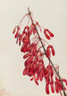 Caroline Acer carolinianum - Mary Vaux Walcott — weergave van het kunstwerk