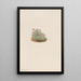 Silène acaule Silene acaulis - Mary Vaux Walcott — framed artwork on a wall