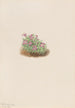 Silène acaule Silene acaulis - Mary Vaux Walcott — artwork view