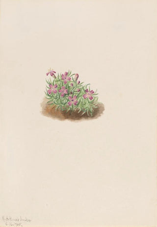 Mary Vaux Walcott - Carpet Pink Silene acaulis.webp