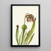 Sarracénie de Catesby Sarracenia catesbaei - Mary Vaux Walcott — framed artwork on a wall