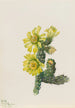 Cholla Opuntia whipplei - Mary Vaux Walcott — artwork view