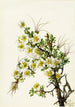 Cliffrose Cowania stanshuriana - Mary Vaux Walcott — artwork view