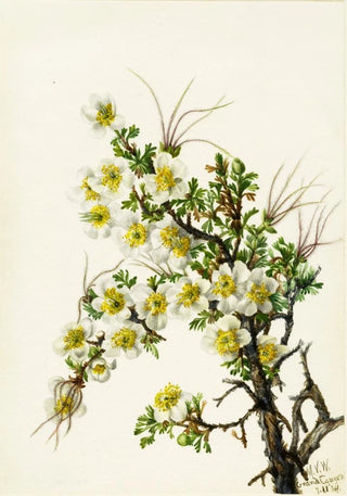 Mary Vaux Walcott - Cliffrose Cowania stanshuriana.webp