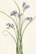 Clusterlily Hookera pauciflora - Mary Vaux Walcott — artwork view