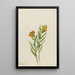 Lys de Columbia Lilium columbianum - Mary Vaux Walcott — framed artwork on a wall