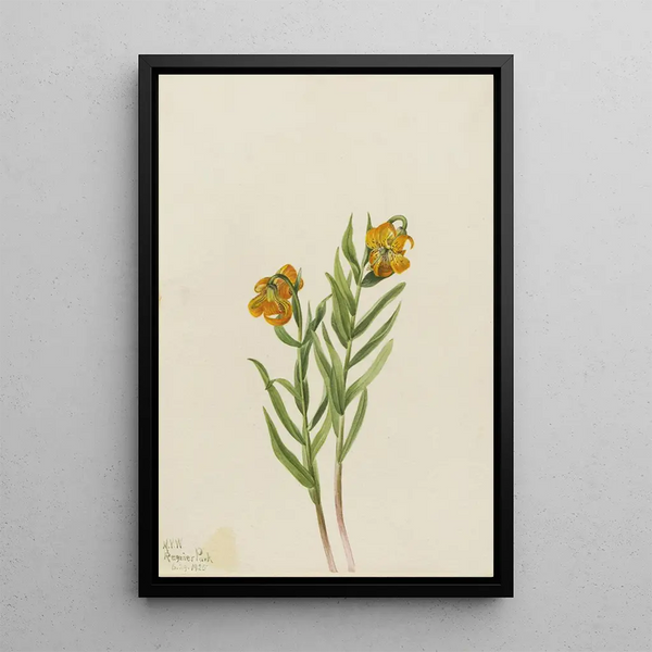 Mary Vaux Walcott - Columbia Lily Lilium columbianum.webp