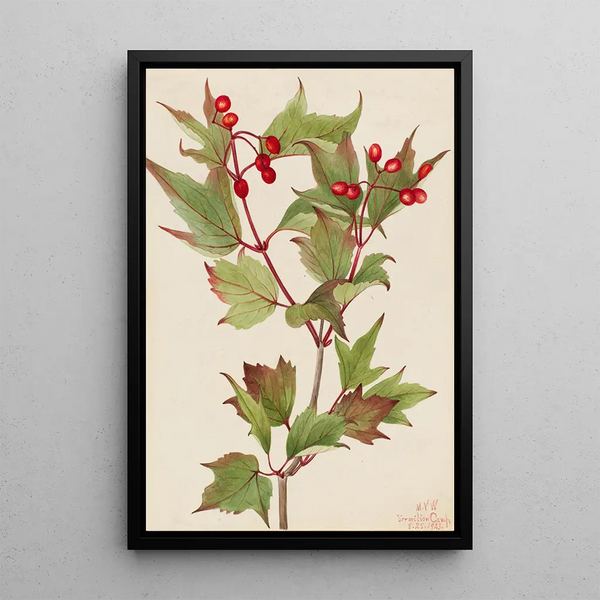 Mary Vaux Walcott - Cranberrybush Viburnum pauciflorum.webp