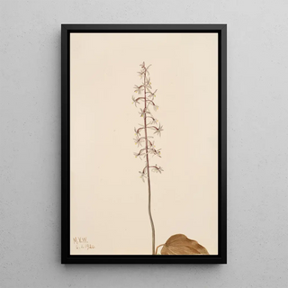 Mary Vaux Walcott - CraneFly Orchis Tipularia uniflora.webp